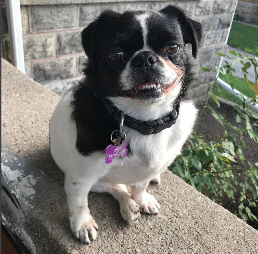 A Pug-Zu sitting in the balcony while smiling