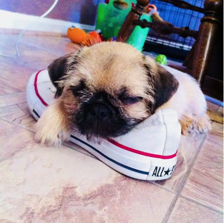 A Pugshire lying on the floor with its face on top of the shoe