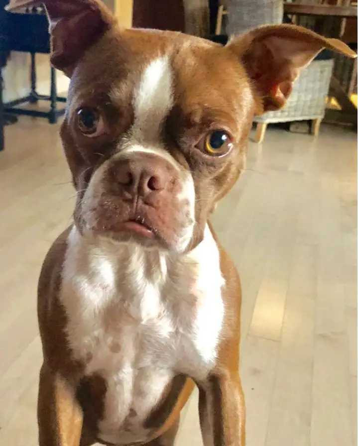 A Red Boston Terrier standing up with its curious face