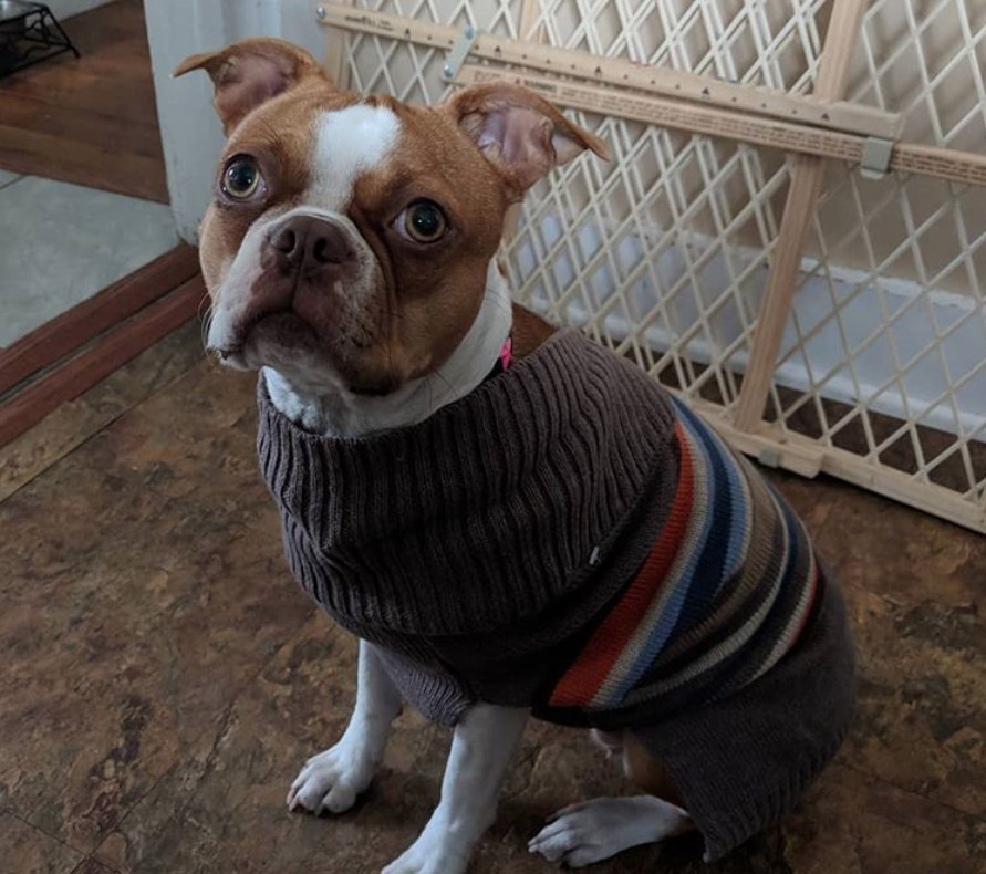 A Red Boston Terrier wearing a sweater while sitting on the floor and looking up with its begging eyes