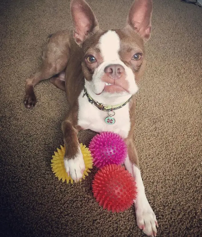 Red Boston Terrier lying on the floor with its three squishy balls