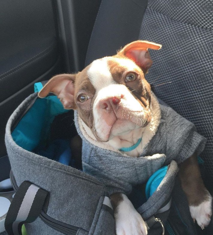 A Red Boston Terrier lying inside a bag in the passenger seat