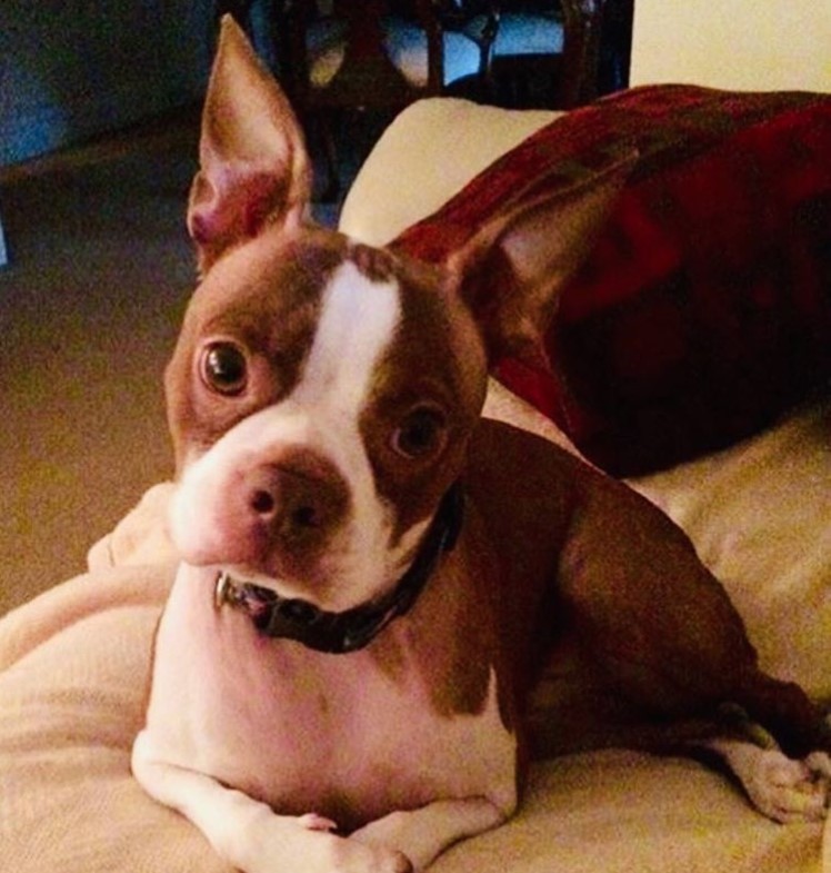 A Red Boston Terrier lying on top of the bed with its adorable face
