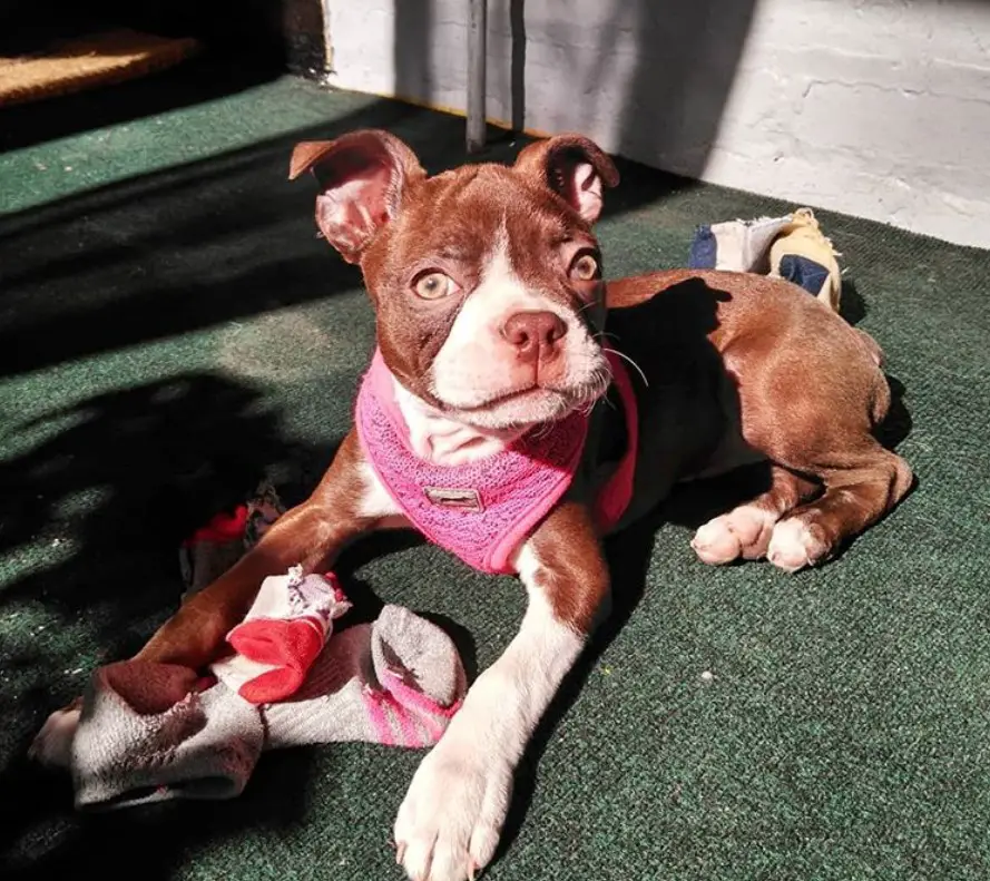 A Red Boston Terrier puppy lying on the floor under the sun
