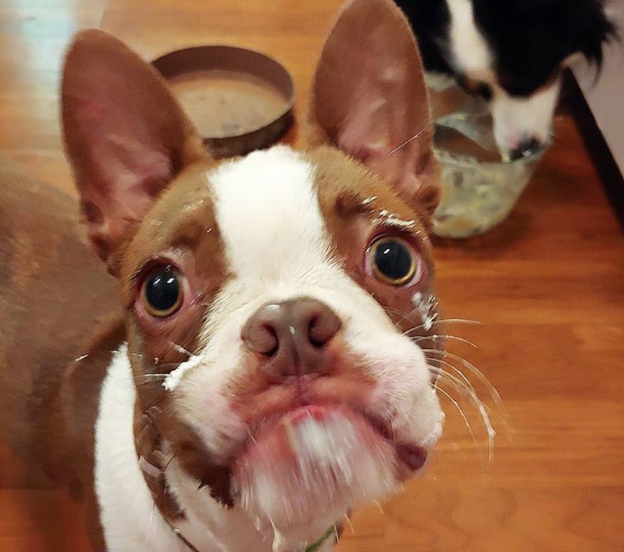 A Red Boston Terrier standing on the floor with smudged food on its face