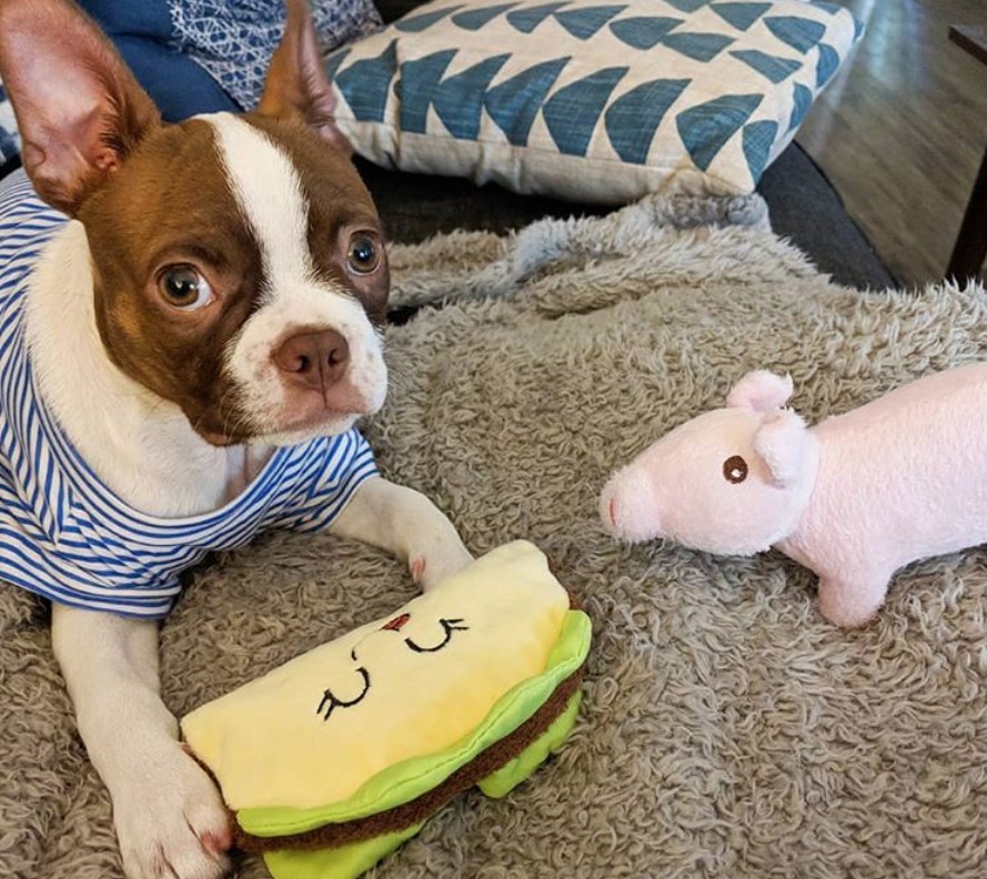 A Red Boston Terrier lying in its bed with its stuffed toys