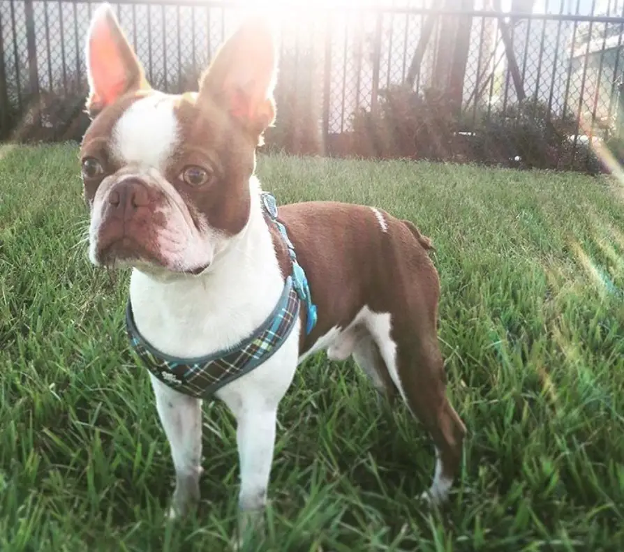A Red Boston Terrier standing in the grass at the park under the sunlight