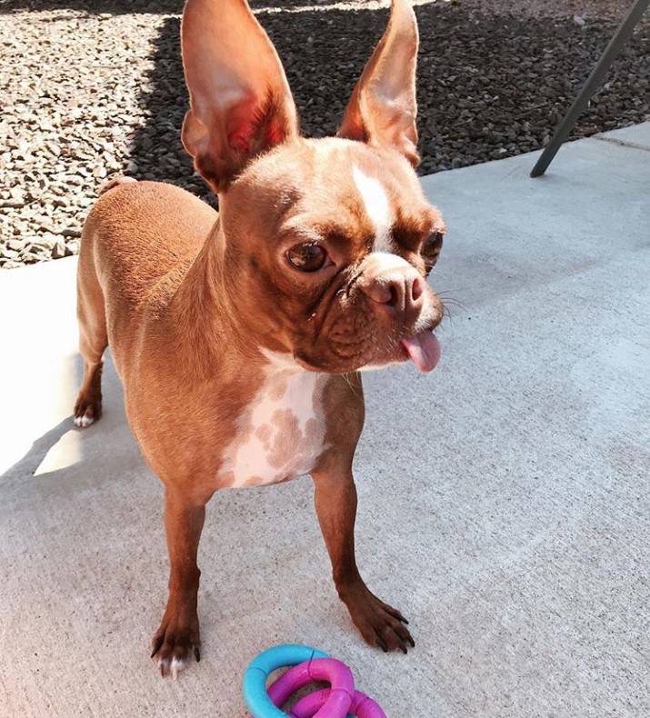 A Red Boston Terrier standing on the pavement with its tongue out