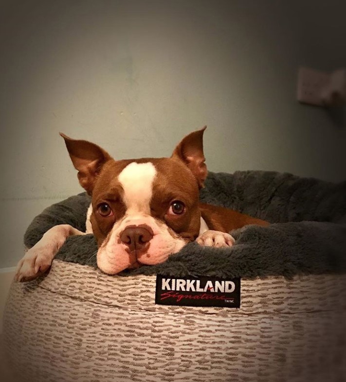 A Red Boston Terrier lying on top of its bed