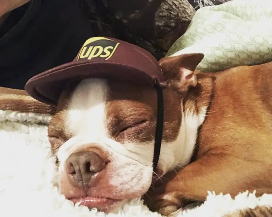 A Red Boston Terrier sleeping on the bed while wearing an ups hat