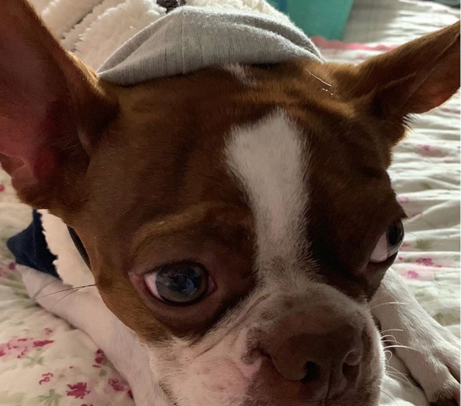 A Red Boston Terrier lying on top of the bed