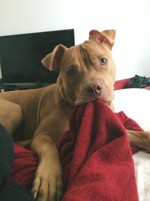 Red Nose Pit biting a red towel