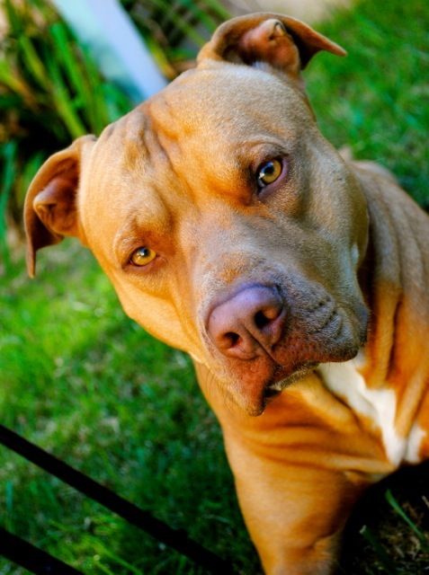 Red nose pit bull sitting on the green grass