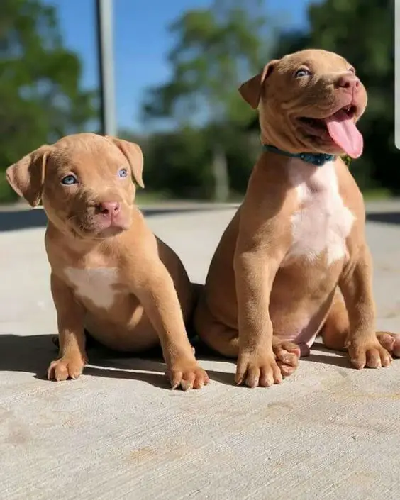 Red nose pit bull puppies sitting on the ground