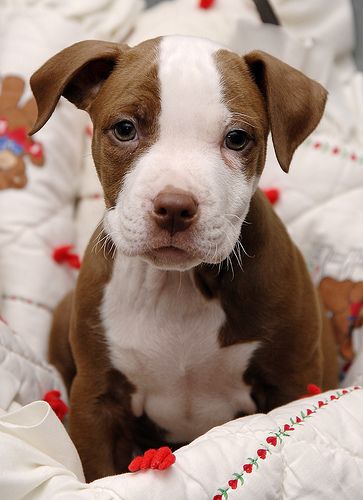 Red nose pit bull puppy sitting on the bed