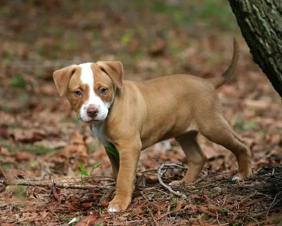 Red nose pit bull puppy taking a walk at the forest