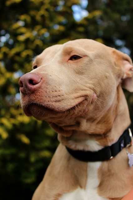 smiling face of Red nose pit bull