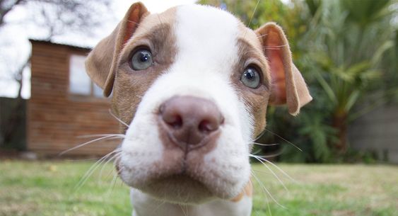 close up pic of a Red nose pit bull puppy with its begging face while outdoors