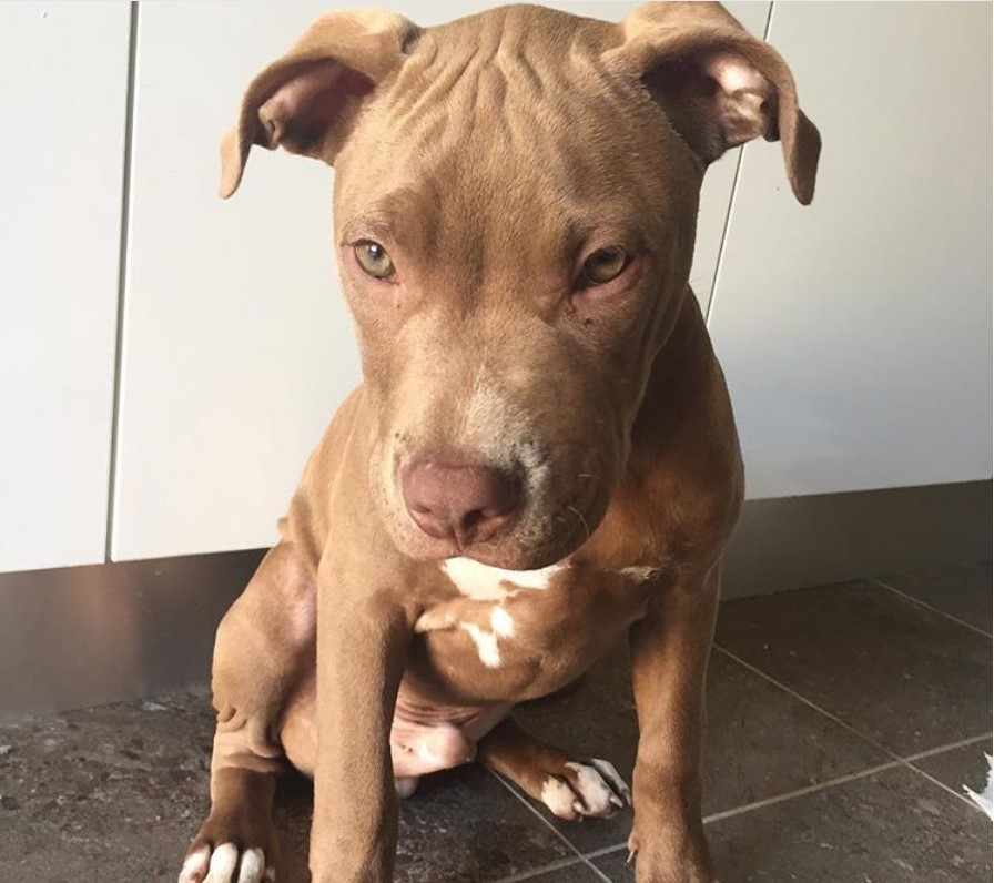 Red nose pit bull sitting on the floor