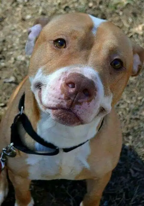 smiling Red nose pit bull while sitting on the ground