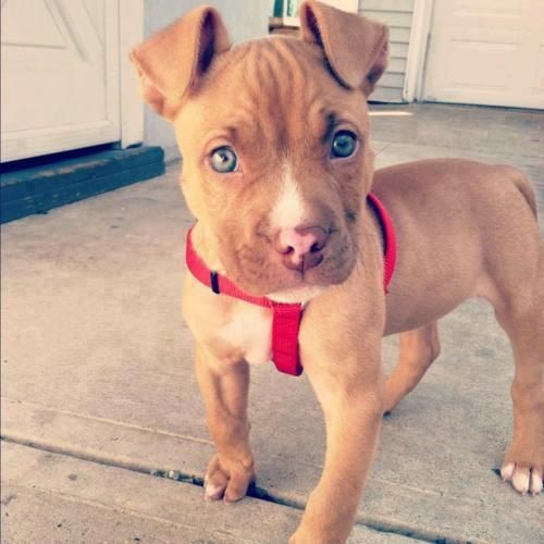 Cute red nose pitbull puppy