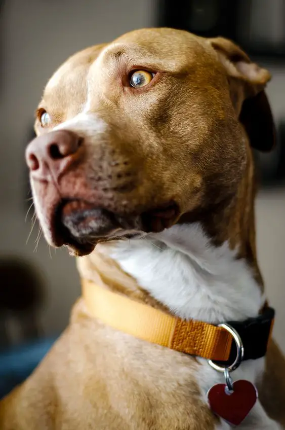 American Red Nose Pit Bull face looking on its right