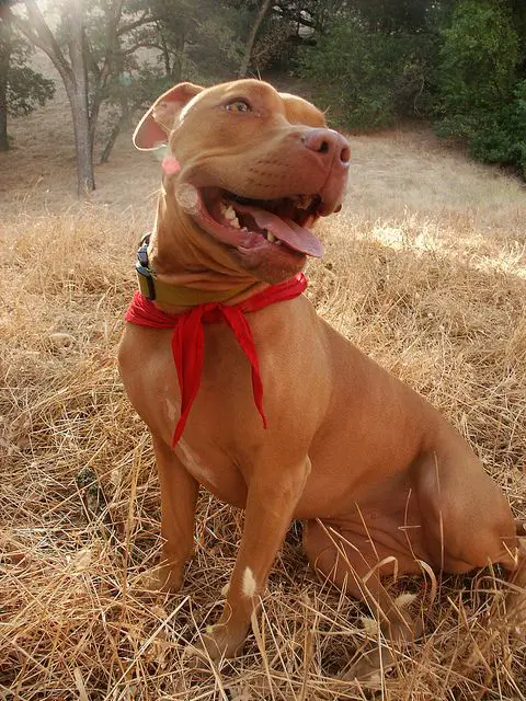 Red nose pit bull sitting on a dried brown grass