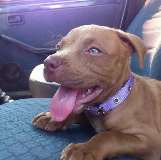 Red nose pit bull puppy lying on the car seat with its tongue sticking out