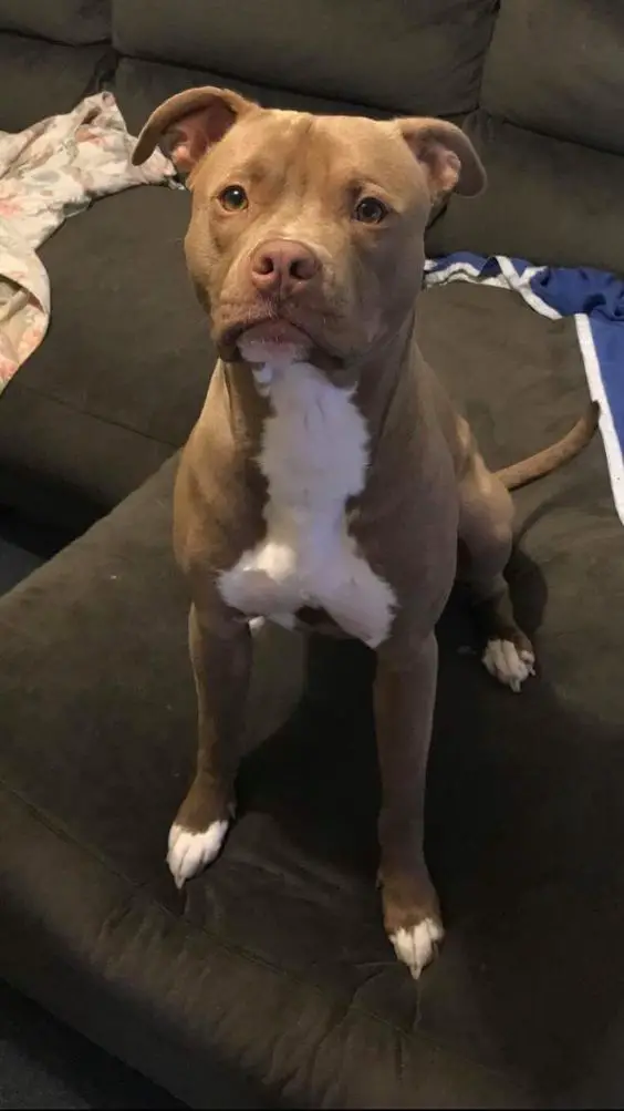 Red nose pit bull sitting on the couch