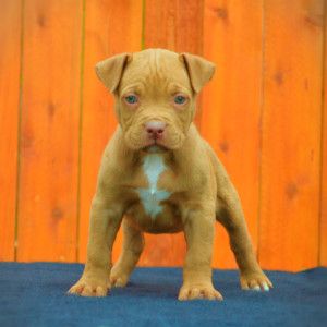 Red nose pit bull puppy