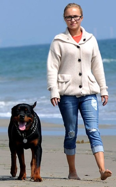 Hayden Panettiere walking at the beach with her Rottweiler