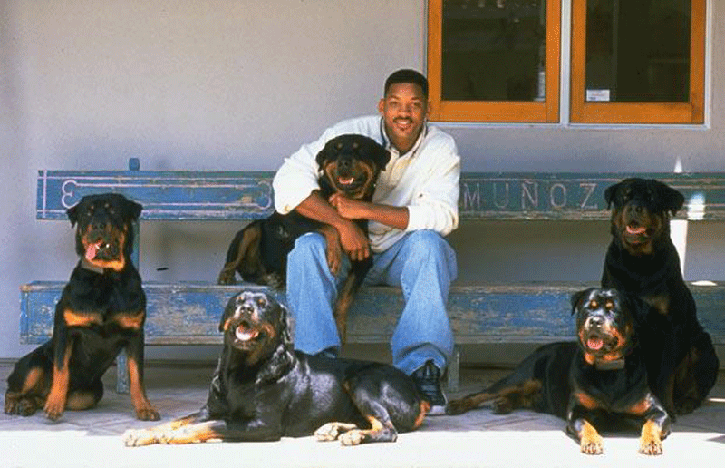 Will Smith sitting on the bench surrounded with his five Rottweilers