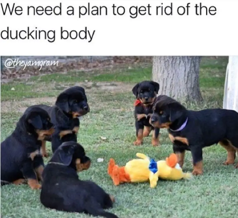 Duck stuffed toy lying on the grass while being surrounded by five Rottweiler puppies photo with caption 