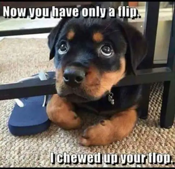 Rottweiler puppy lying down under the table with a slipper next to him while looking up with its sad eyes photo with a text 