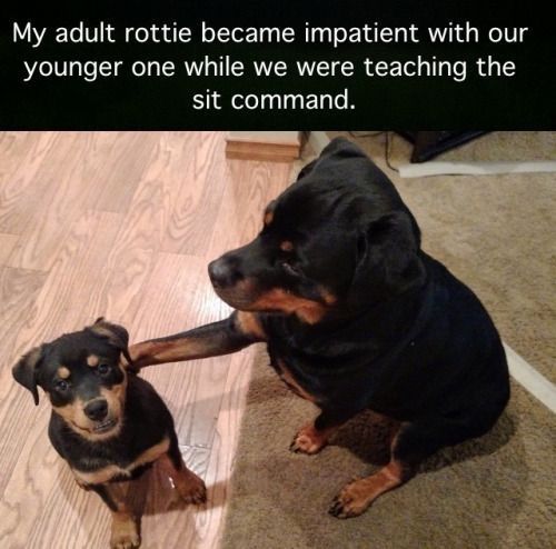 adult Rottweiler sitting on the carpet while patting the back of a Rottweiler puppy sitting across him photo with caption 