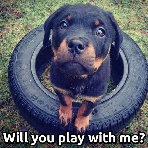 Rottweiler puppy standing in a tire while looking up with its begging eyes photo with a text 