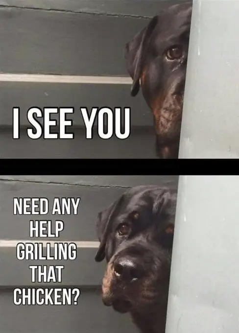 Rottweiler peeking behind the wall with its begging face photo with a text 