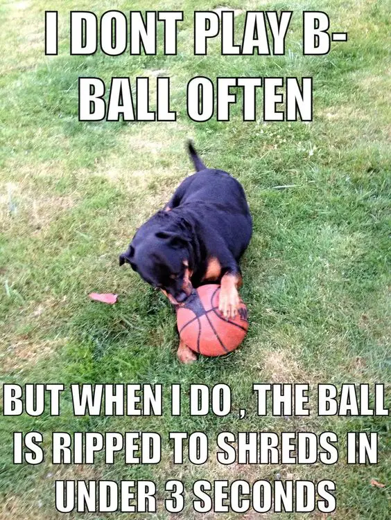 Rottweiler lying down on the green grass while ripping the ball photo with a text 