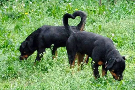 two Rottweiler standing opposite with each other with their tails up forming a heart shape photo