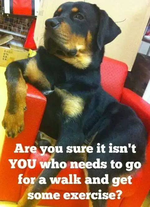 Rottweiler sitting comfortably on the sofa photo with a text 
