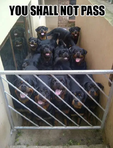 eleven smiling Rottweiler standing behind the fence