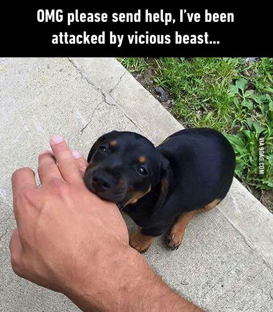 Rottweiler sitting on the concrete pathway while biting the hands of a man photo with caption 