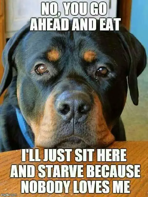 begging face of a Rottweiler on the edge of the table photo with a text 