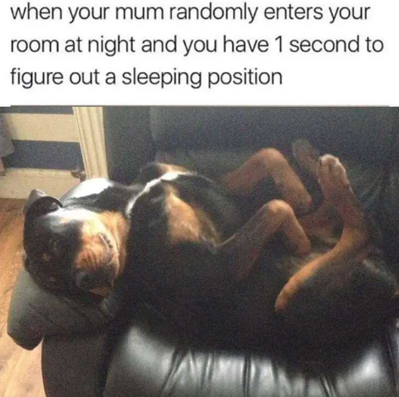 Rottweiler lying on its back while sleeping on the couch photo with caption 