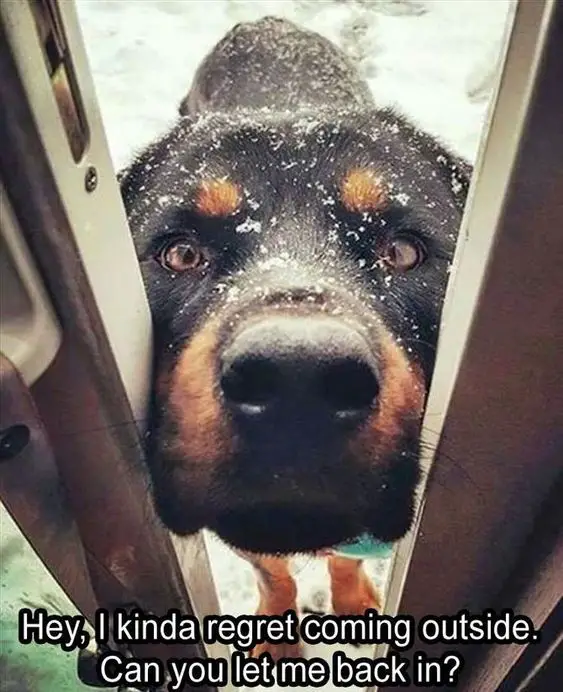 Rottweiler standing outside in winter while peeking through the door photo with its begging face photo with a text 