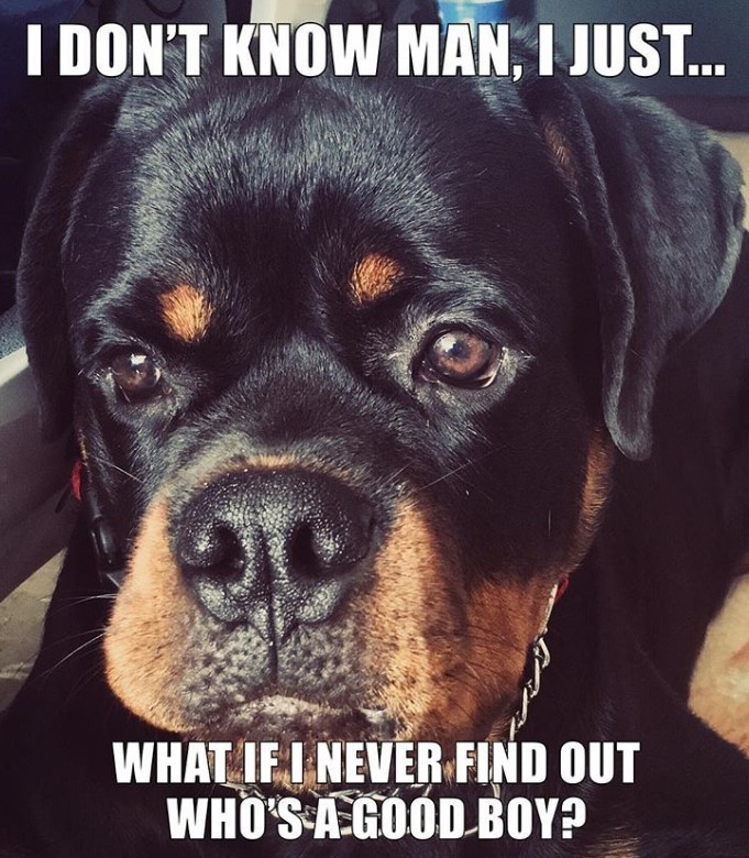 sad face of a Rottweiler photo with a text 