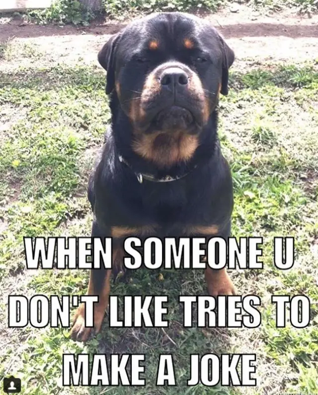 Rottweiler sitting on the grass with its grumpy face photo with a text 