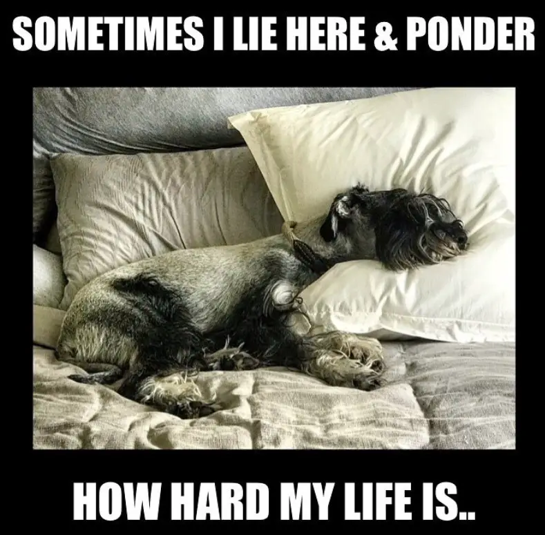 Schnauzer lying down on the bed photo with caption- Sometimes I lie here and ponder how hard my life is...