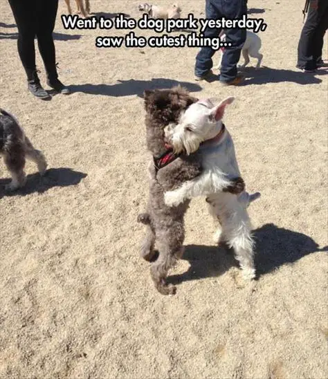 Schnauzer hugging another dog at the beach photo with text - Went to the dog park yesterday, saw the cutest thing....