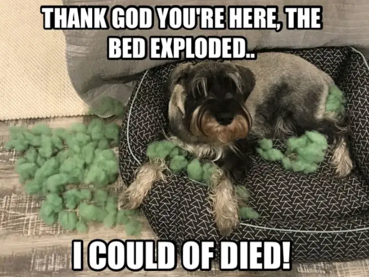 Schnauzer lying on its bed with scattered green foam fillers photo with text- Thank God you're here, the bed exploded... I could of died!